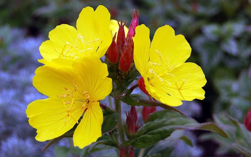 Parhaat Kosmetiikat Evening Primrose Öljyllä: Kuivaihoisten ja Kuivahiuksisten Hoito